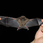 Short-Tailed Fruit Bat