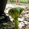 Jack-In-The-Pulpit