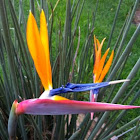 Bird of Paradise flower (Crane Flower)