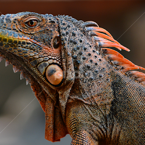 Red Iguana by Ajar Setiadi - Animals Reptiles