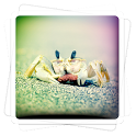 Aviary Effects: Toy Camera icon