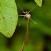 Hangingfly