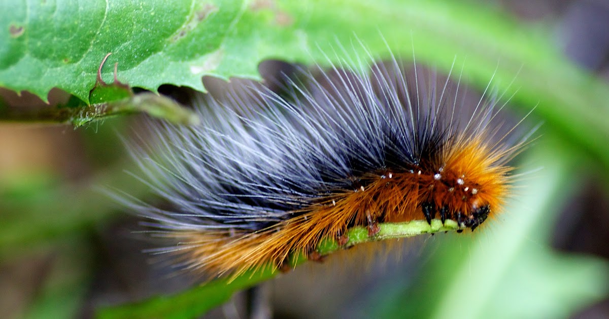 Woolly (Fuzzy) Bear Caterpillar of the Garden Tiger Moth