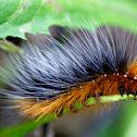 Woolly (Fuzzy) Bear Caterpillar of the Garden Tiger Moth