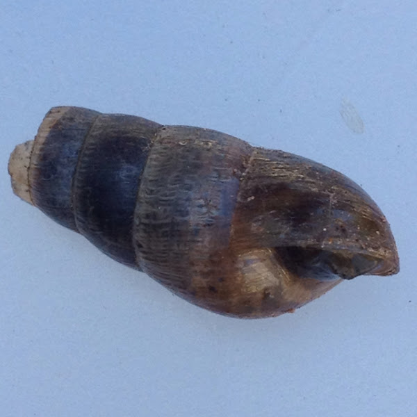 Decollate snail Project Noah