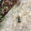 Yellow-spotted Ground Beetle or Pagoda Beetle