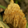 Coral Fungi