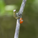 Harlequin Ladybird (16/17 spots) or Asian lady beetle or Japanese ladybug