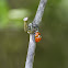 Harlequin Ladybird (16/17 spots) or Asian lady beetle or Japanese ladybug