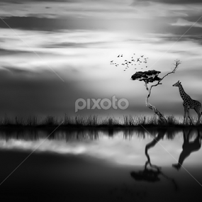 KETENANGAN SEJATI by Ilham Abdi - Black & White Animals