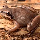 Mountain Chorus Frog