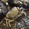Toothed shore crab