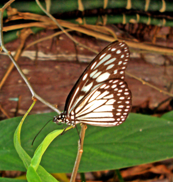 Large Tree Nymph