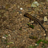 Four-lined Whiptail