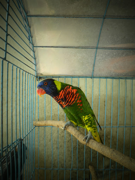 Burung Nuri Irian Rainbow Lorikeet Project Noah