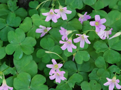 選択した画像 紫花酢浆草��长环境 271365