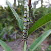 Queen Butterfly Caterpillar