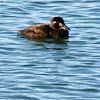 Surf Scoter (Female)