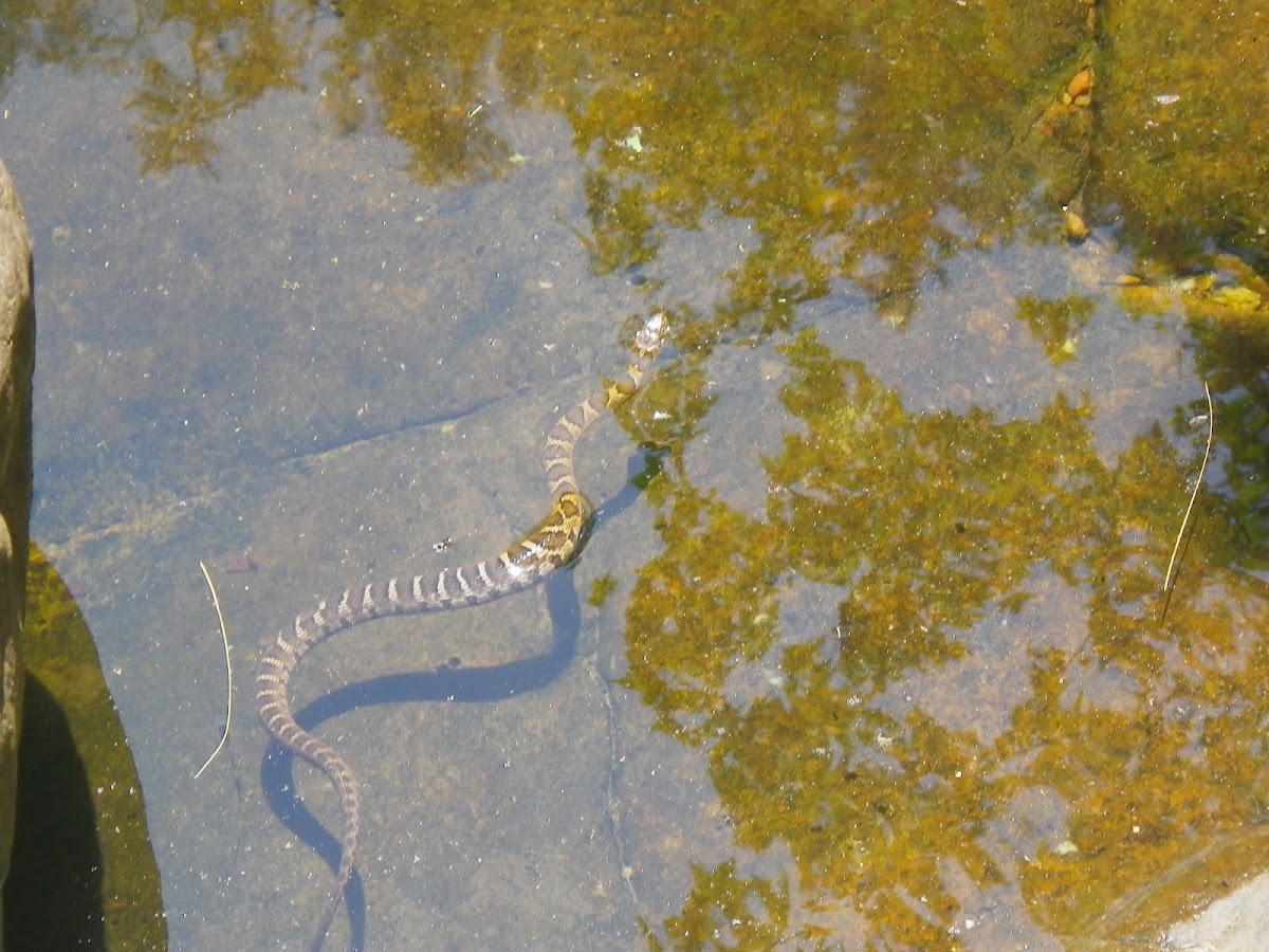 Brown Water Snake