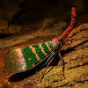 Pyrops candelaria Fulgoridae or Lantern Bug