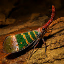 Pyrops candelaria Fulgoridae or Lantern Bug