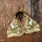 Saturnid moth