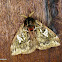 Saturnid moth