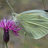 Large White Butterfly