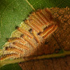 Young caterpillars
