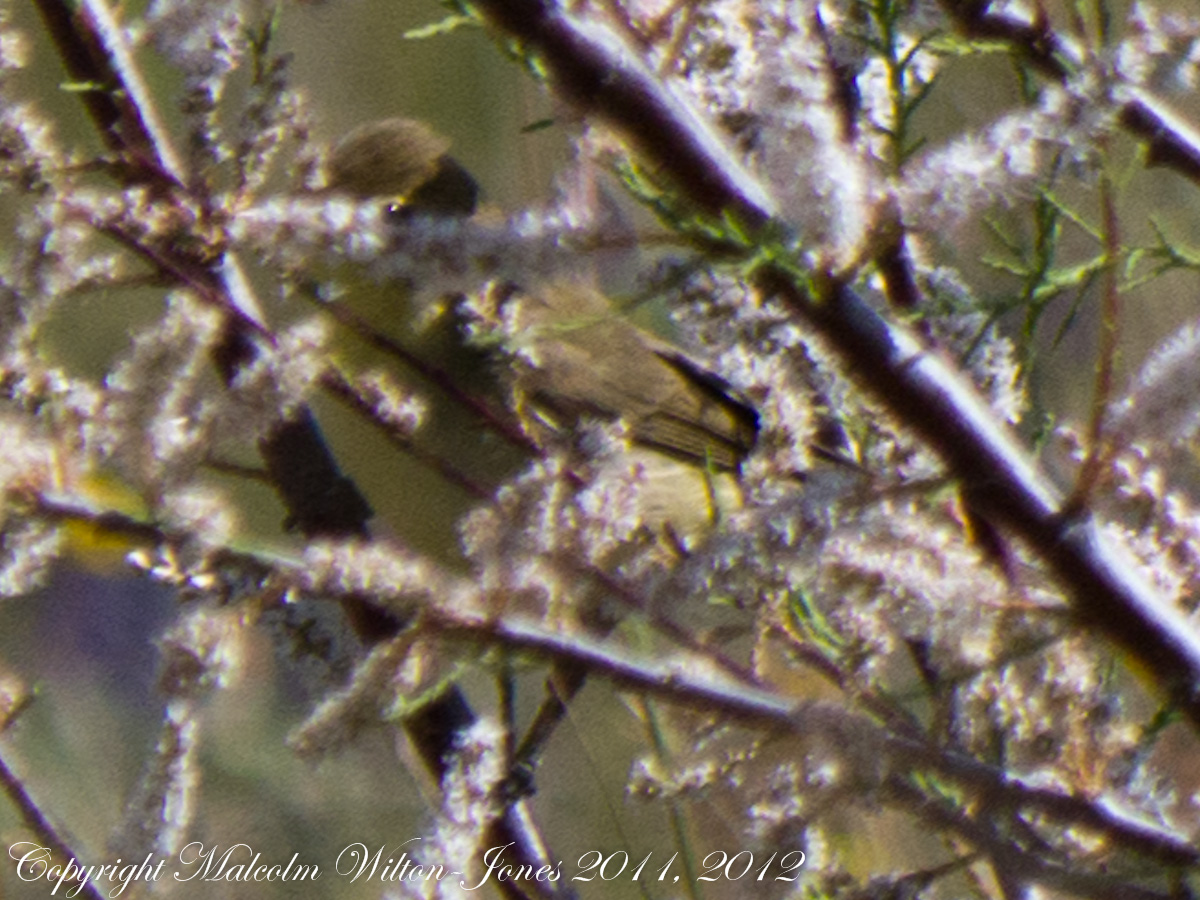 Melodious Warbler; Zarcero Común