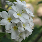 Plumeria