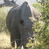 Pointed or hooked lip of the black rhinoceros
