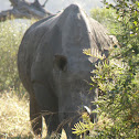Pointed or hooked lip of the black rhinoceros