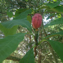 Umbrella Magnolia
