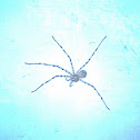 An unknown Spider (एक अज्ञात मकड़ा)