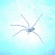 An unknown Spider (एक अज्ञात मकड़ा)