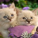 Cute Cats Backgrounds logo