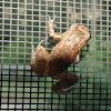 Greenhouse frog
