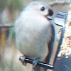 Tufted Titmouse