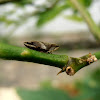 Meadow Froghopper