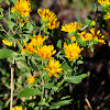 Curly cup gumweed