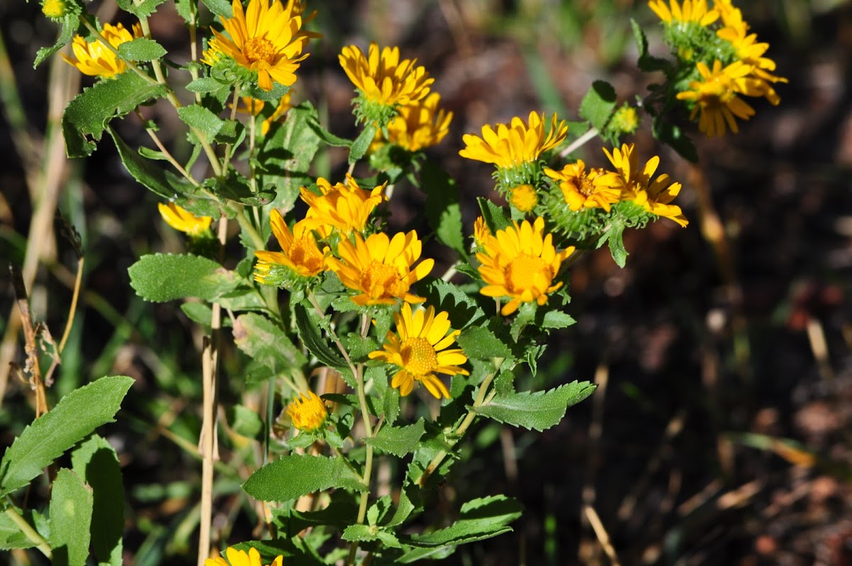 Curly cup gumweed
