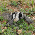 Black-capped Chickadee (territory dispute)