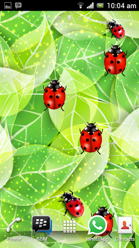 【免費個人化App】Ladybug Garden LWP-APP點子