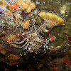 Spotted Spiny Lobster