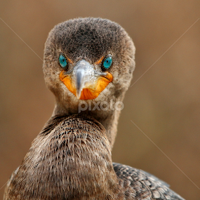 by Sandy Scott - Animals Birds