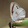 Small Dusky Blue Butterfly