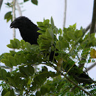 Chamon - Garrapatero Pijuy - Groove-billed Ani