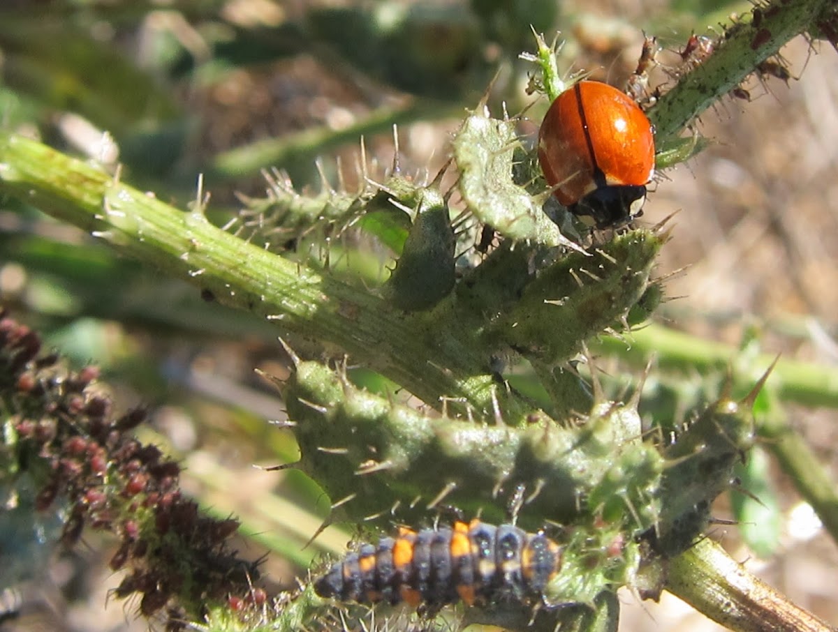 California Ladybug and larvae