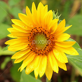 Summer on a Stick by Sherri Woodbridge - Flowers Single Flower